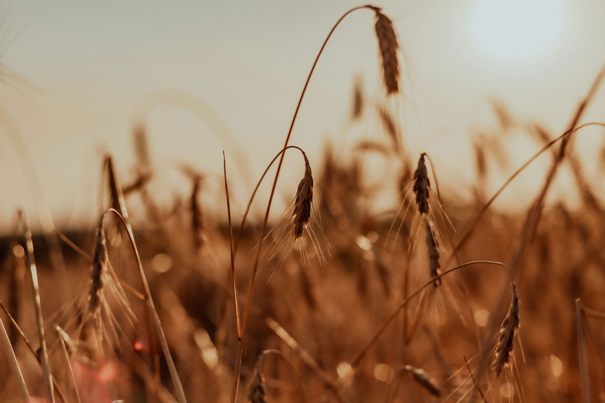 crop field drone